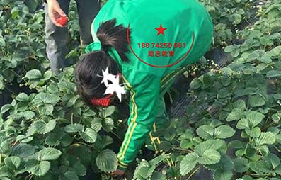 离开校园的孩子应该怎么教育才好,要不要把孩子送到学校去读书呢